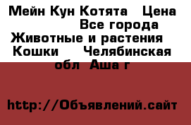 Мейн Кун Котята › Цена ­ 15 000 - Все города Животные и растения » Кошки   . Челябинская обл.,Аша г.